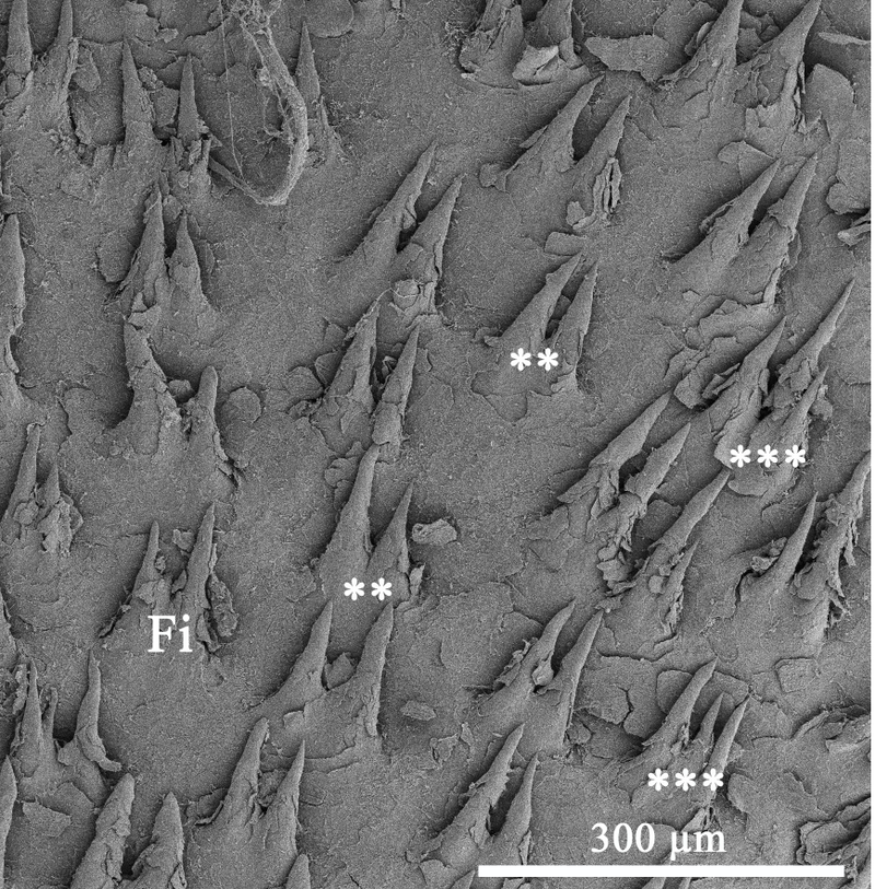Horned structures for retaining ants (Image: Daniel Casali)